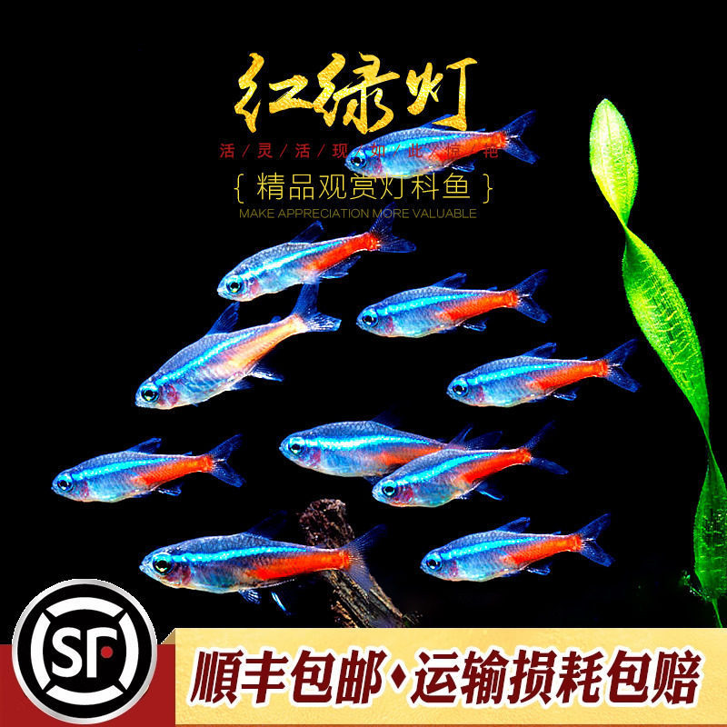 Red-green light fish, new neon light fish, neon light fish, treasure lotus fish, red-nosed scissor fish, school swimming, beginner's ornamental fish, live fish