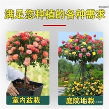 状月季玫瑰大好花树植物园绯扇树桩独杆浓香树形玫瑰树桩风景包邮