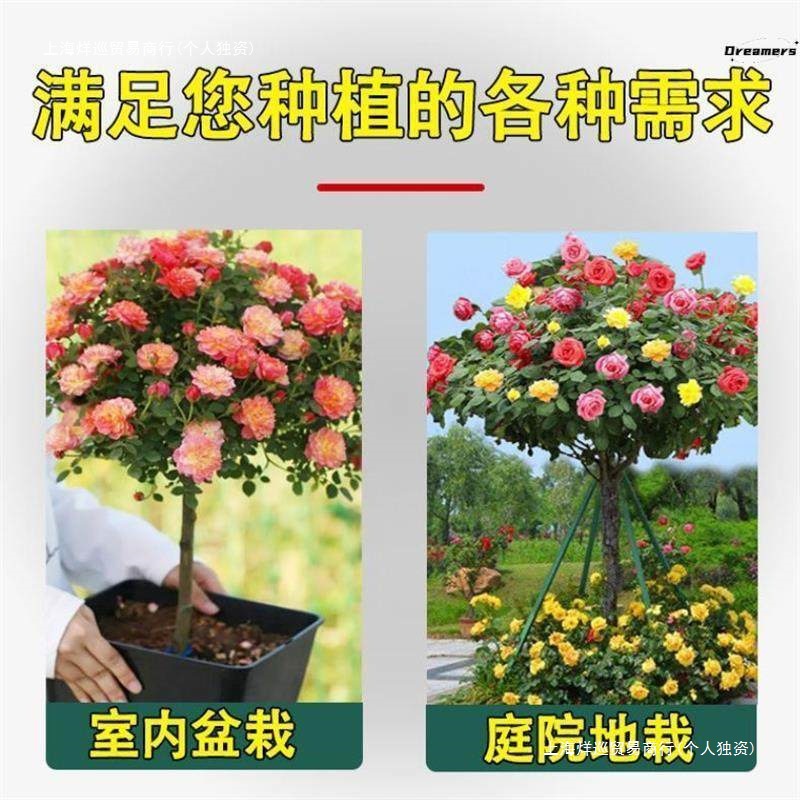 状月季玫瑰大好花树植物园绯扇树桩独杆浓香树形玫瑰树桩风景包邮