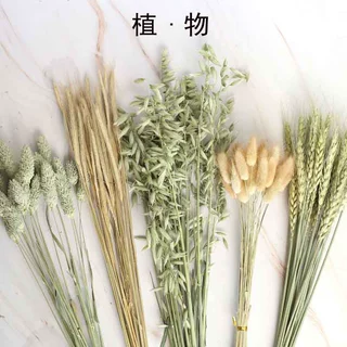 云南干花花束兔尾草小麦宝石草黄金球勿忘我情人草DIY插花花材