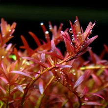 红宫廷水草活体批发鱼缸造景真水草装饰水族箱观赏后景草有茎类