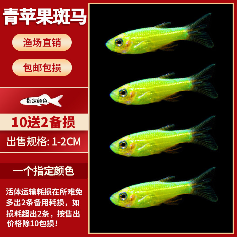 Lamko Fishは稚魚の飼育に適しており、生き残りやすい、淡水観賞魚、小さな孔雀、ゼブラフィッシュ、大型熱帯魚です。|undefined