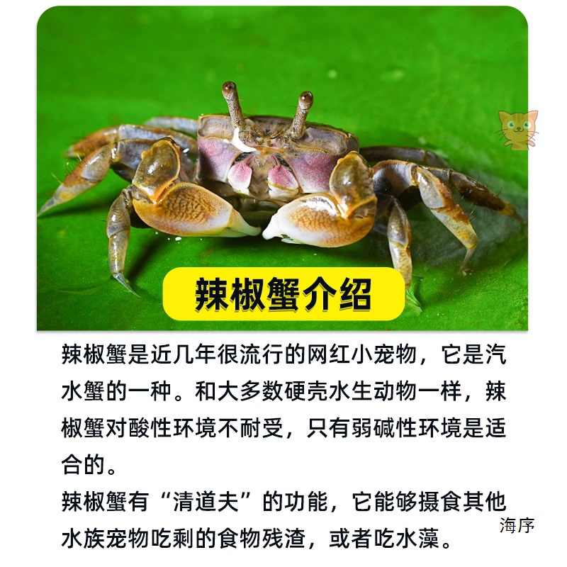 Миничилийсковая жареная крабовая ornamental Fish Hermit Crab Подводная маленькая водорослеедка Малый Краб Романтическая креветка