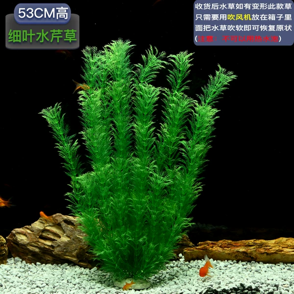 【53cm high】Thick cress