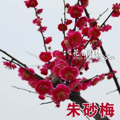 진사매화 2cm두께 [그해에 피는 것]