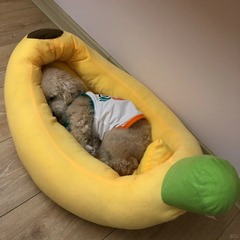 ペットのアニメのバナナの巣の犬の巣は分解して洗うことができます。