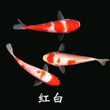 ��ˮ�^�p�~�ձ��\�����N��ϵ�\�����B�ͻ������ɫ�t��С�~����~