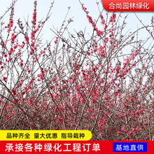 庭院观赏桃花红叶碧桃树苗紫叶碧桃苗工程绿化苗紫叶桃别墅风景树