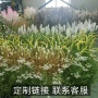 仿真办公室客厅狗尾草绿植
