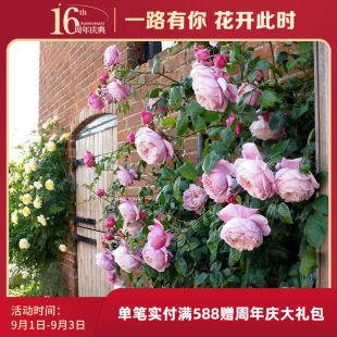 [Free Spirit] Sirius Rose Multi-Season Pink Fragrance Vine