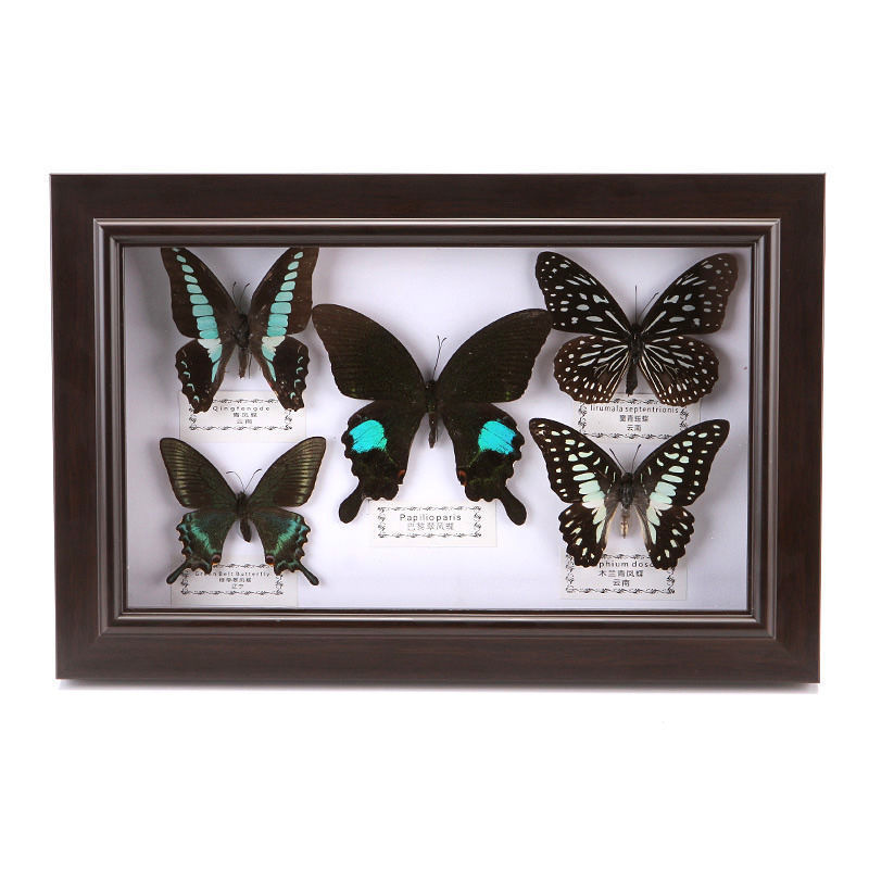 Real Butterfly Specimen Crafts, Photo Frame Birthday Gifts, Wall Decorations, Home Decoration Ornaments