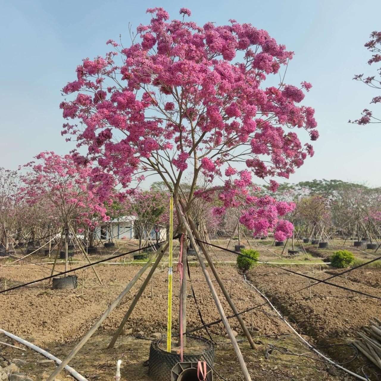 2201 поставка полнокоронная гортензия многоцветная фиолетовая цветочная Suzuki искусная посадка саженцев 8-10cm привита