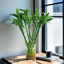 开运竹富贵竹水培转运竹绿植办公室桌面盆栽净化空气带根易养工厂