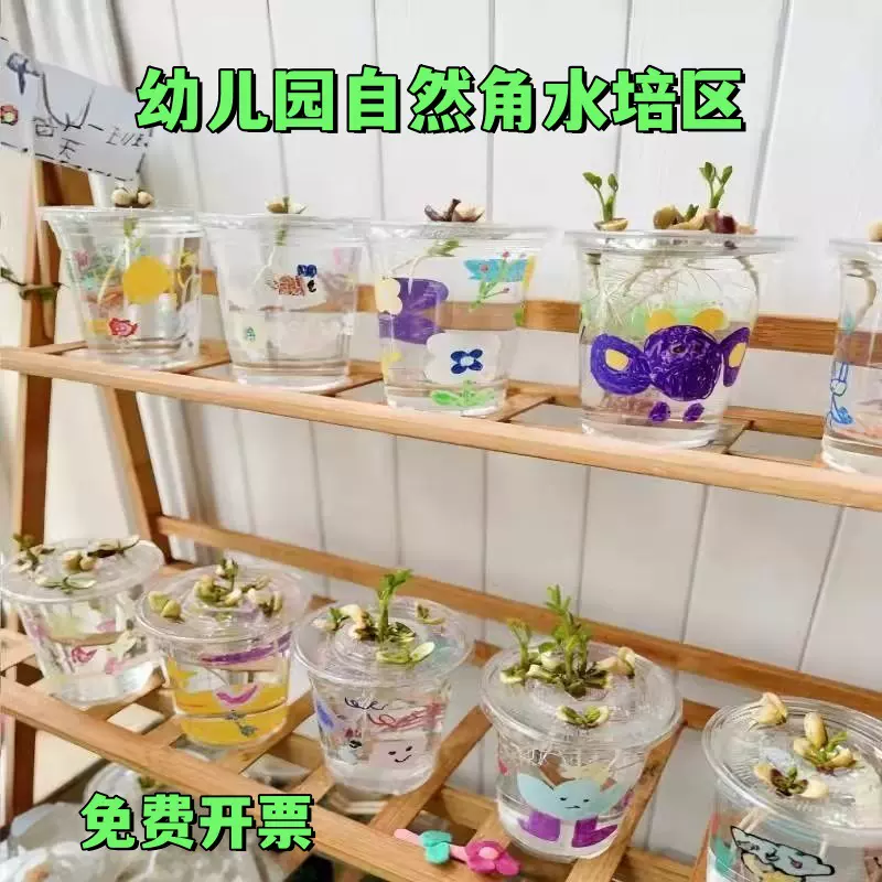 幼儿园春日自然角主题活动水培种植杯子植物角种子养护观察透明杯