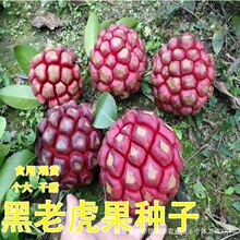 ���ϻ��N�Ӳ��������ٴ�Ѫ��ֲ���ϱ����Nֲ�̨ͥԺ������Թ���