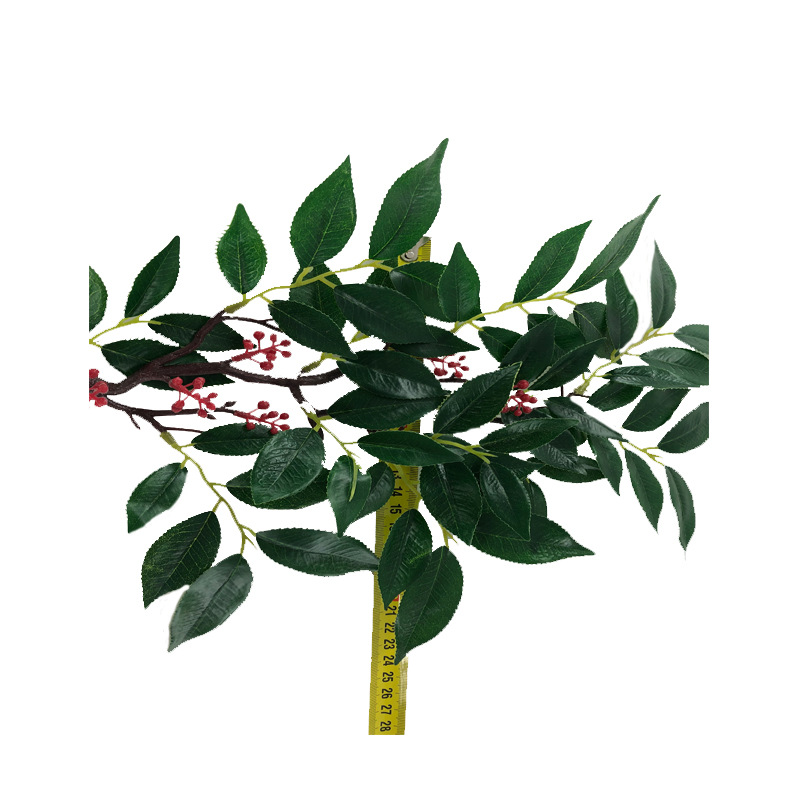 XRB-186 赤楠叶古龙枝54叶7果0 (3).jpg