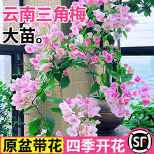 �ذ�����÷�ļ��_���G�Ѵ��玧���������̨���B�������پGֲ��