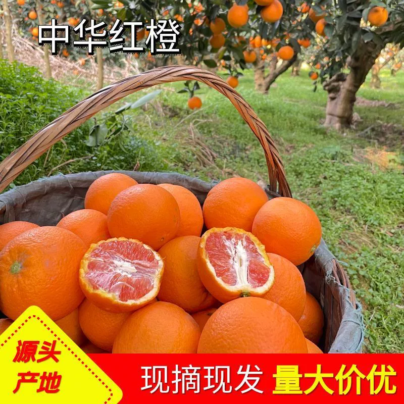 Китайские красные апельсины из Зигуйгуй, свежесобранные краснокожие апельсины сорт Навел, свежие и сочные апельсины, оптовая поставка краснокожих фруктов.