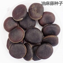 散装油麻藤种子常青爬藤类攀援植物树种子牛马藤大血藤雀儿花常绿