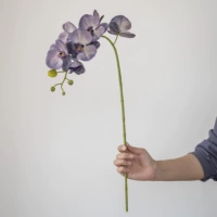 Классический Зи