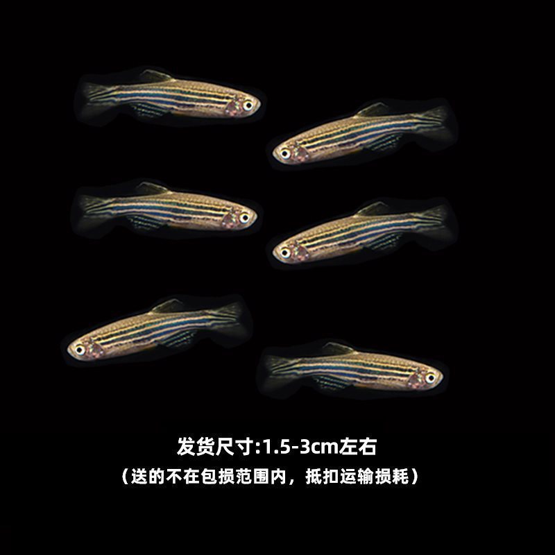 グッピー、フェニックステール、淡水、繁殖しやすく、育てやすい、純種のランプ科の小型熱帯魚観賞魚の稚魚|undefined