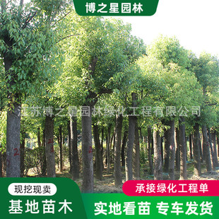 �������繤�̾G����ľͥԺ�ļ��Nֲ�е��L�����ϱ����Nֲ���~����