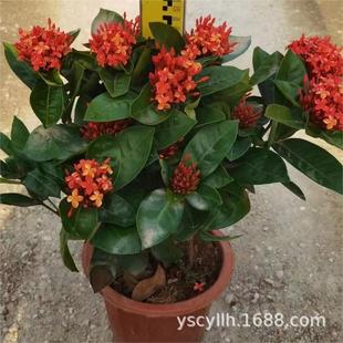 ������Ӣ���ɵ������ռt�������l