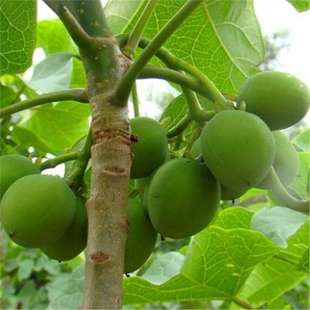 ���羳��؛���鯂��N�� ��ͩ����ͩ�N��ܽ�ؘ����L����͘�Сͩ