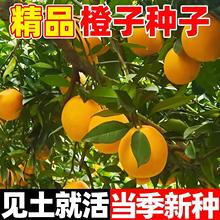 ���ӷN��ȫ���ļ��Nֲ�����M��Ě��ͥԺ�̨�׻�ˮ�����ܹ���N��