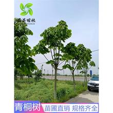 ��ͩ�����Ї���ͩͩ���ͥԺ�e���G����ľ�^�pֲ����ͩ���ļ�����