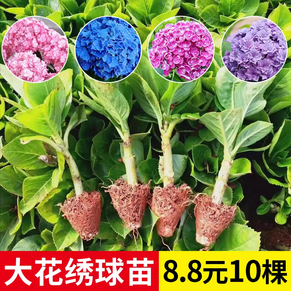 热销昆明鲜花绣球花苗 绿化苗无尽夏八仙花绣球苗 多品种基地批发