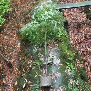 ���������l��z�ľ�� �����Ž���z�ľ�� 5���ֽ�z�ľ����