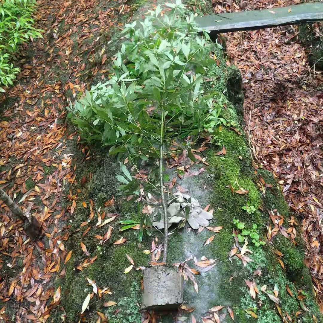 Где я могу найти оптовые саженцы золотого нанму? Jiangxi Jiujiang golden nanmu tree 5cm саженцев золотого нанму в чашках