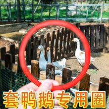 ������Ȧ���㟟ȦȦ�ؔ����I�״��Z����Ȧҹ�ЏR���Α�Ȧ