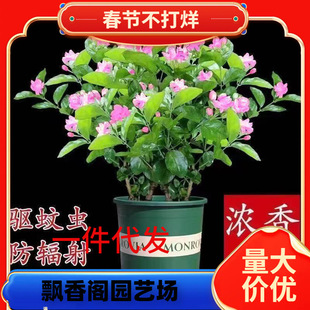 һ�����l�pɫ���򻨼tɫ������������㻨�҃��̨�����ļ��_�辰