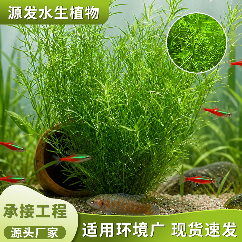 印度竹节草水生植物蜈蚣草好养活新手鱼缸造景净化水质沉水植物
