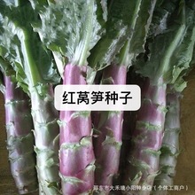 �t�n�S�N�Ӽt���~���n�S�N���͟��ͺ����n�ķN�ѿ��ߜ��ļ��ɲ��N