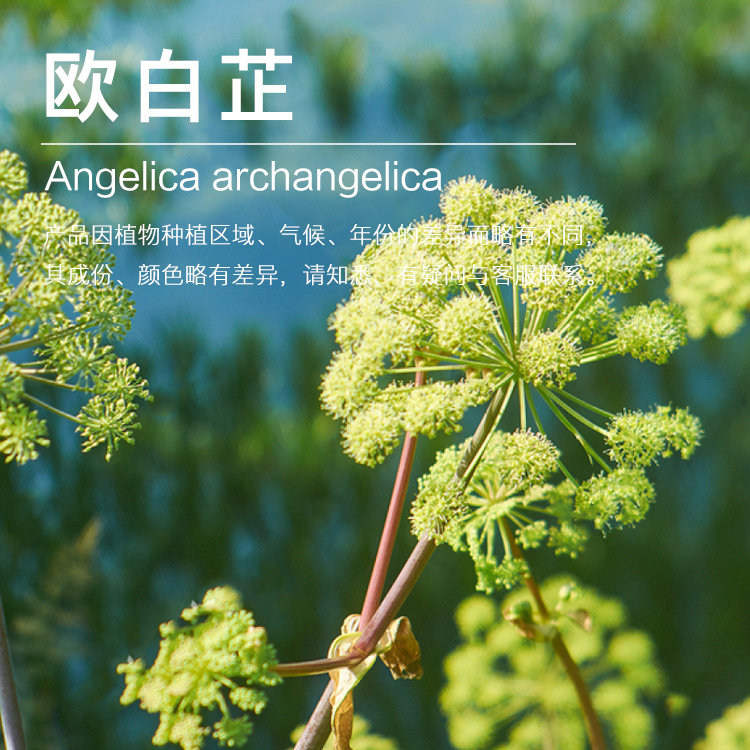 �򻨹�Ӧŷ���ƾ��� ������ȡŷ���ƾ��� ֲ�ﾫ������ ��ӭ�ɹ�