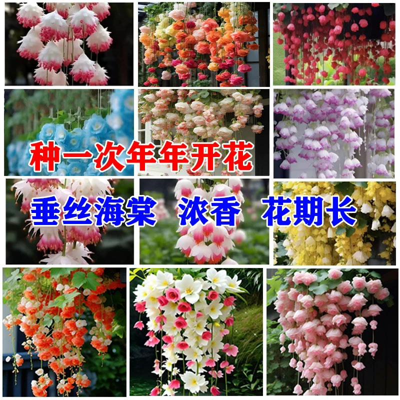 Семена цветов шелкового грушевого дерева легко выращивать в любое время года, сеять и зацветать комнатные и уличные растения, цветы и лозы.