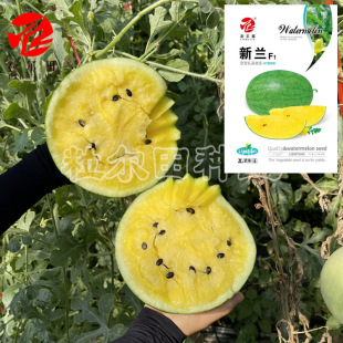 ���m�YƷС���ϷN�� �Sȿ�ք����ϷN�� ����������e��������