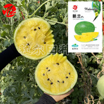新兰礼品小西瓜种籽 黄瓤手剥西瓜种子 春秋大棚大面积吊蔓栽培