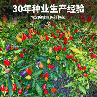 �t���������N���߲ʽ����콷�r�������N���ļ����߮a�����߲˷N��