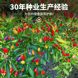 红线椒辣椒种子七彩椒朝天椒农家辣椒种籽四季播高产盆栽蔬菜种子