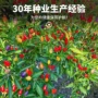 农家盆栽高产四季种籽