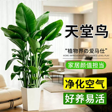 天堂鸟绿植盆栽室内客厅大型绿植耐阴好养观叶植物四季常青鹤望兰