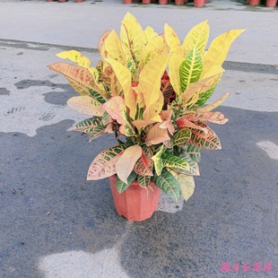 ���~׃�~ľ������ľֲ�ﻨ�ܺ��B�҃�׃ɫľ�߲��̨�^�~�S��ľ