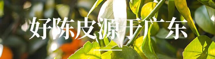 Chen Pi Shreds (Citrus reticulata) — Aged Dried Tangerine Peel, 500g Food Herb overview