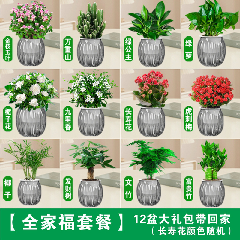 [가족사진패키지] 대형 세면대 12개를 집으로 가져가세요