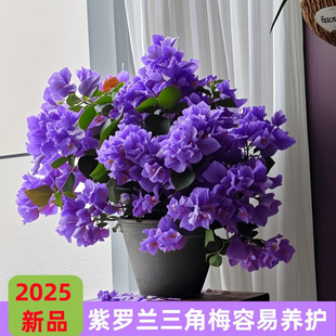 ��Ʒ����÷�����_���ļ����ܱ����͟���B�GֲͥԺ�̨���uͨ