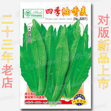 约7020粒四季油香麦菜种籽 香甜油麦菜种子 香荬 香唛菜种籽 荬菜